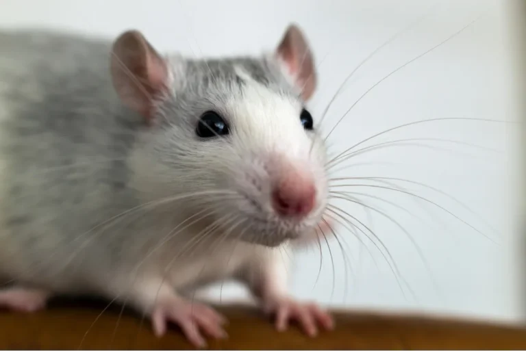 close up photo of a cute rat