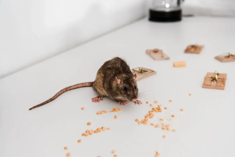 rat eating