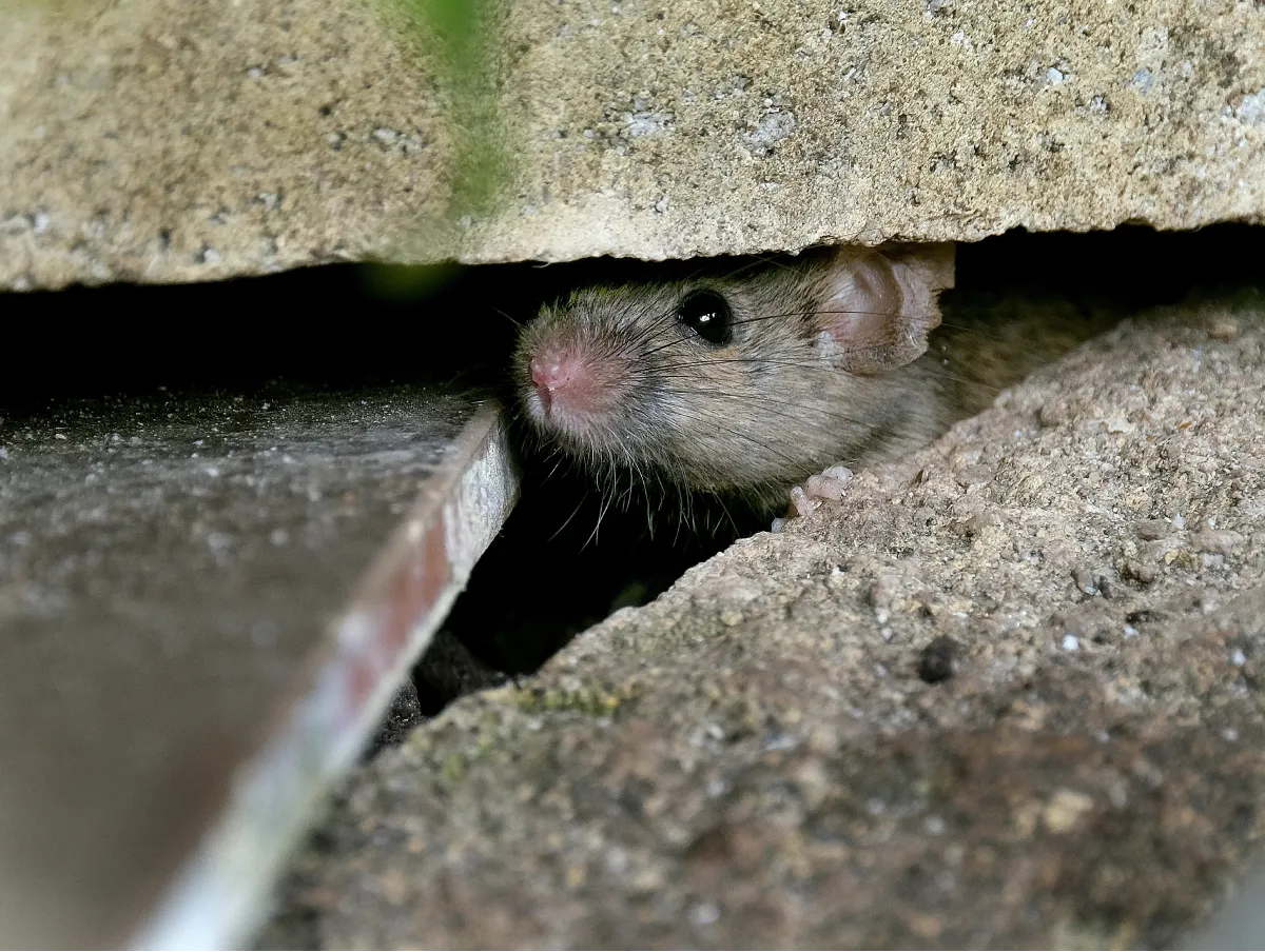 rat hiding in the rock