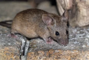 mice