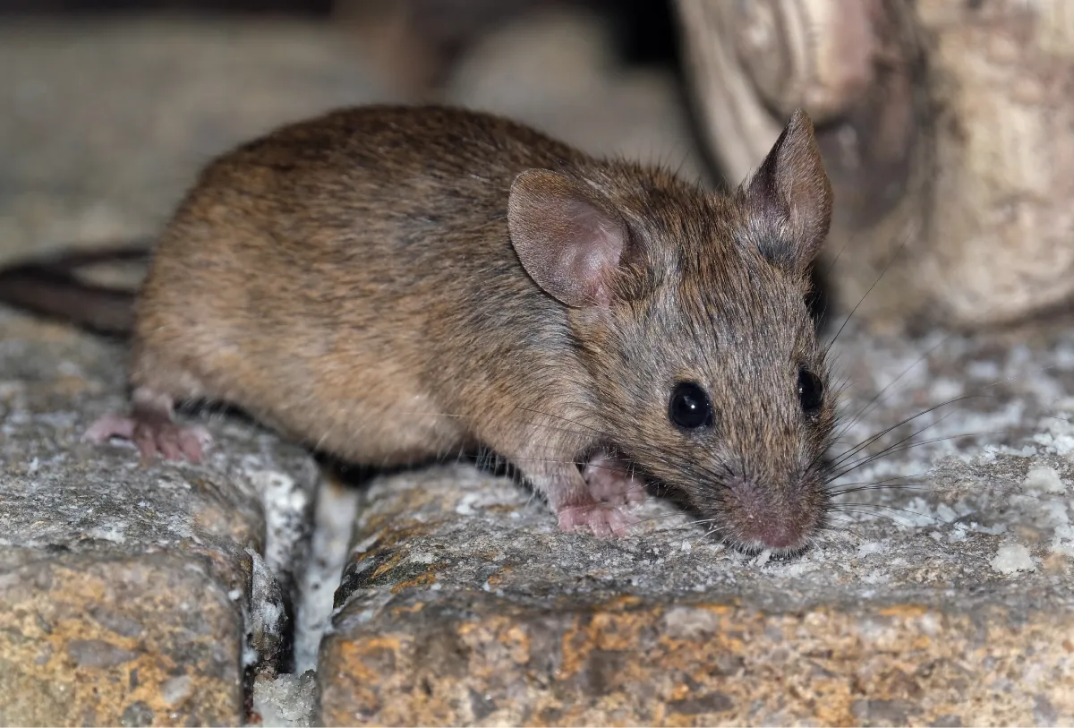 mice