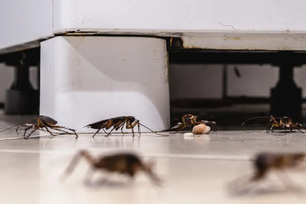 cockroach infestation