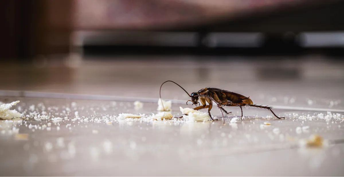 cockroach crawling in the floor