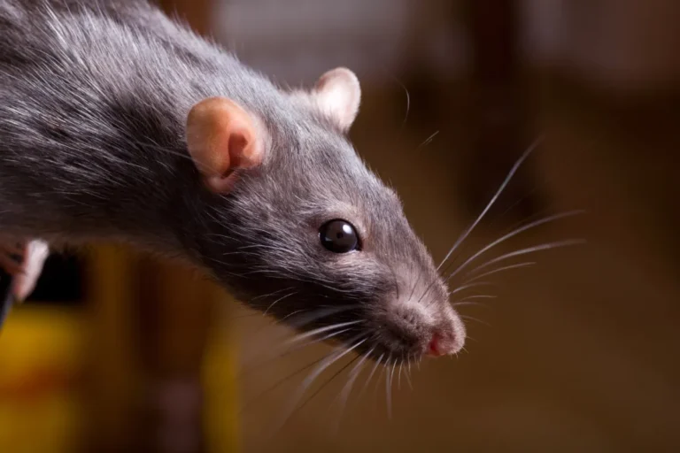 rat searching for food