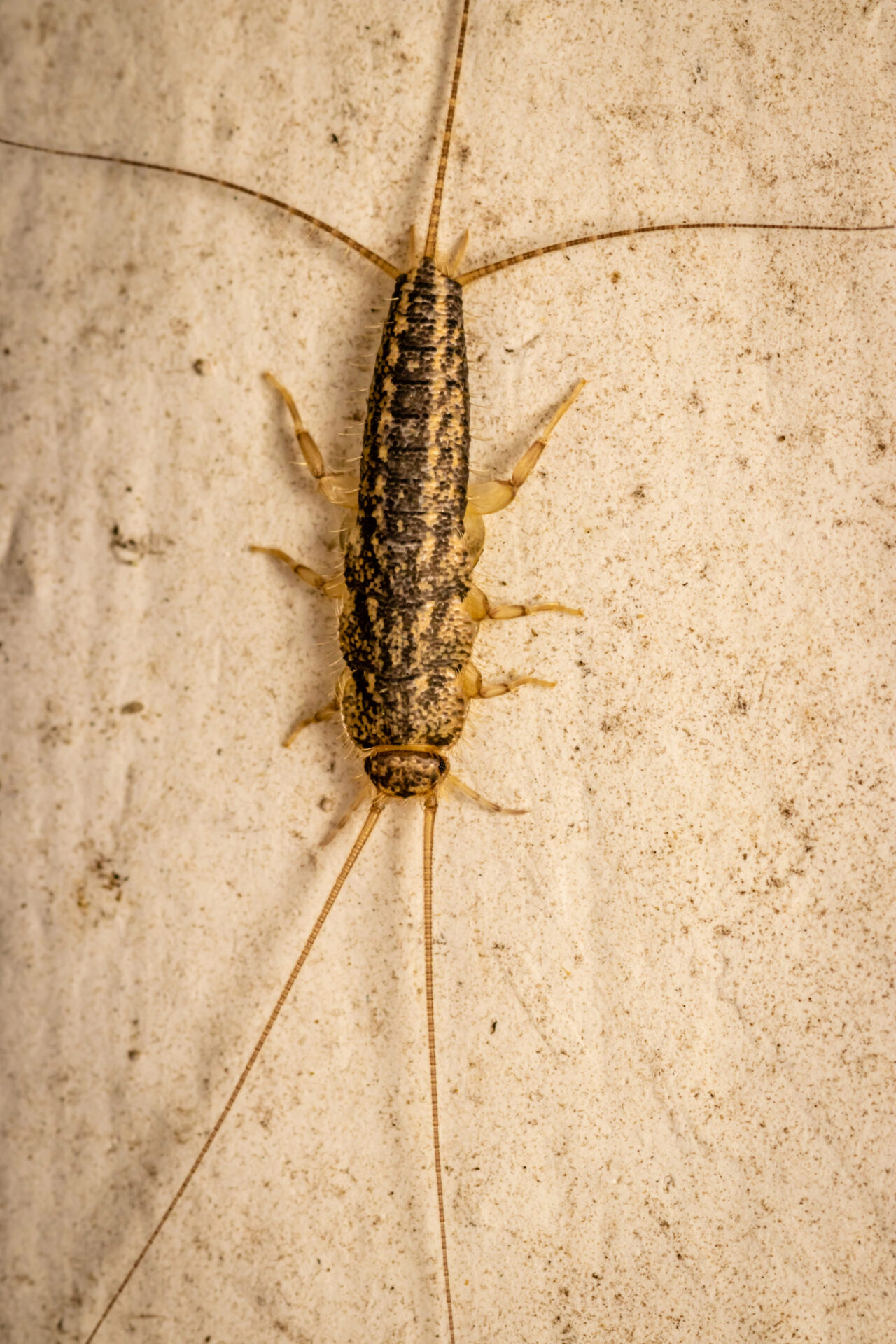 pest control st petersburg fl