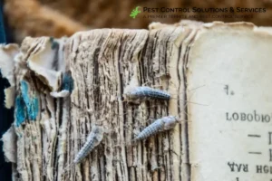 Silverfish three pieces on the torn cover of an old book