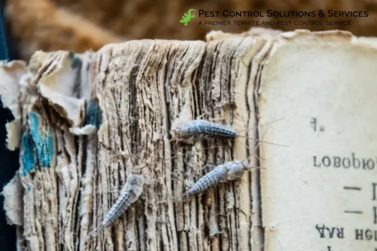 Silverfish three pieces on the torn cover of an old book