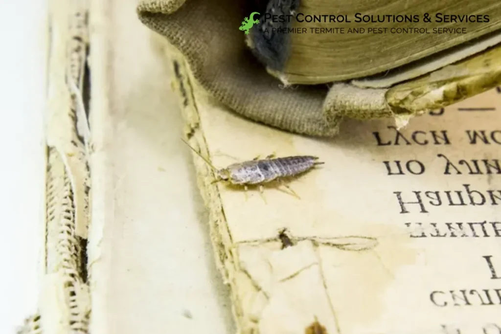 silverfish feeding on paper