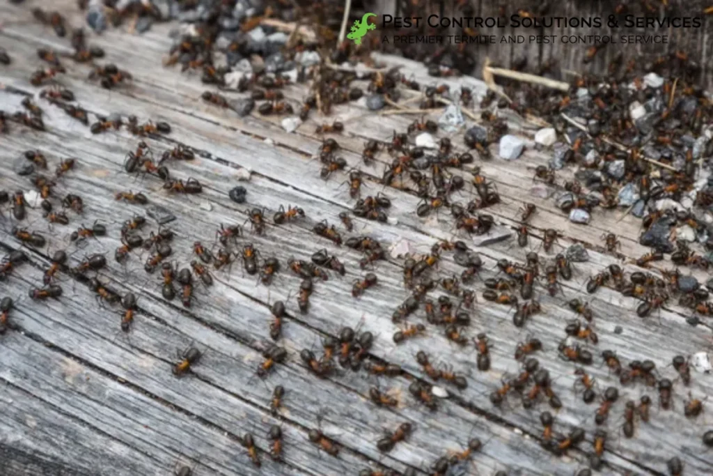 ants in a wooden surface