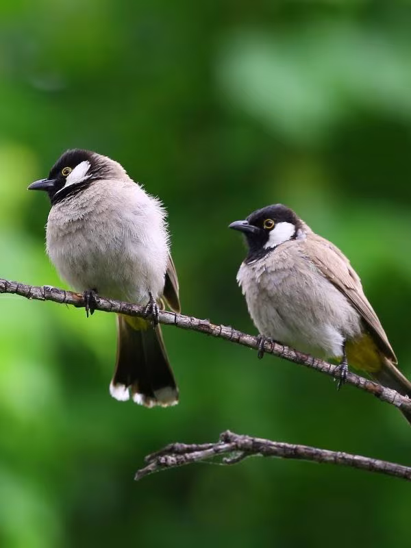 indian shores, fl pest control