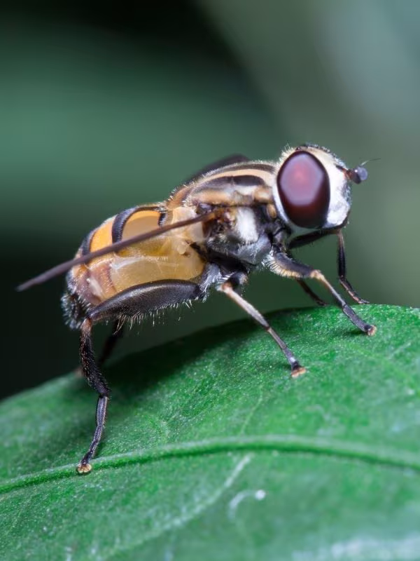 pest control in brandon fl