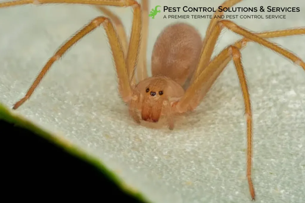 recluse spider