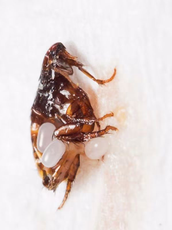 university, fl pest control