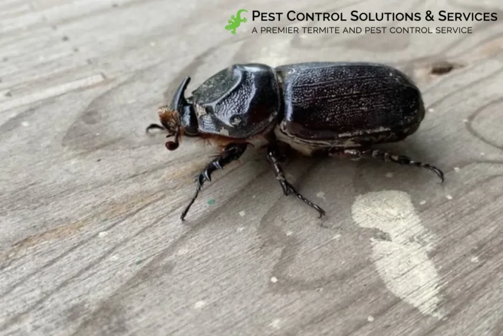 beetle