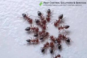 black ants