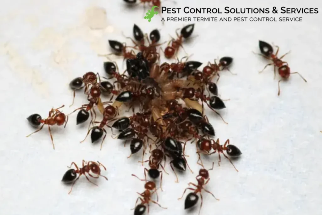 black ants