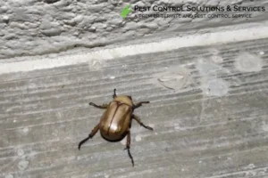 bug