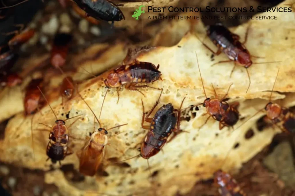 cockroaches