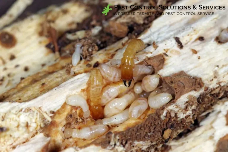 drywood termite
