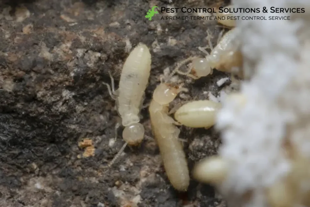 subterranean termite