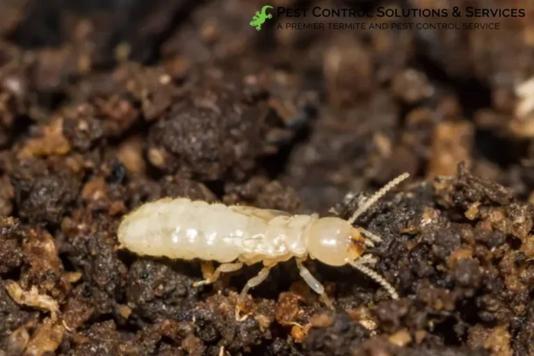 subterranean termite