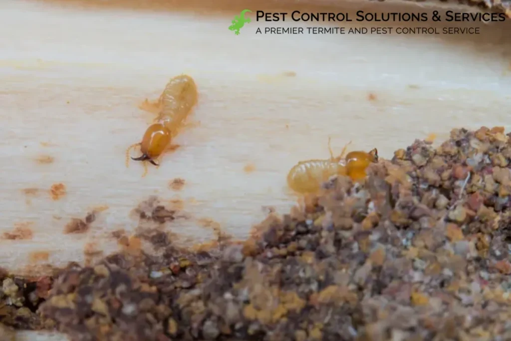 termites eat wood