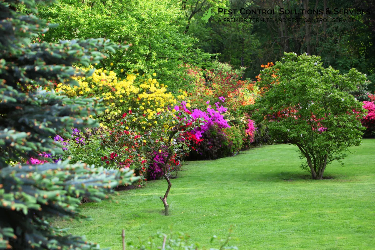 beautiful lawn