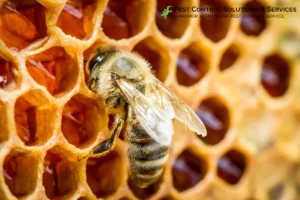 beehive