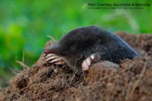 closed up mole