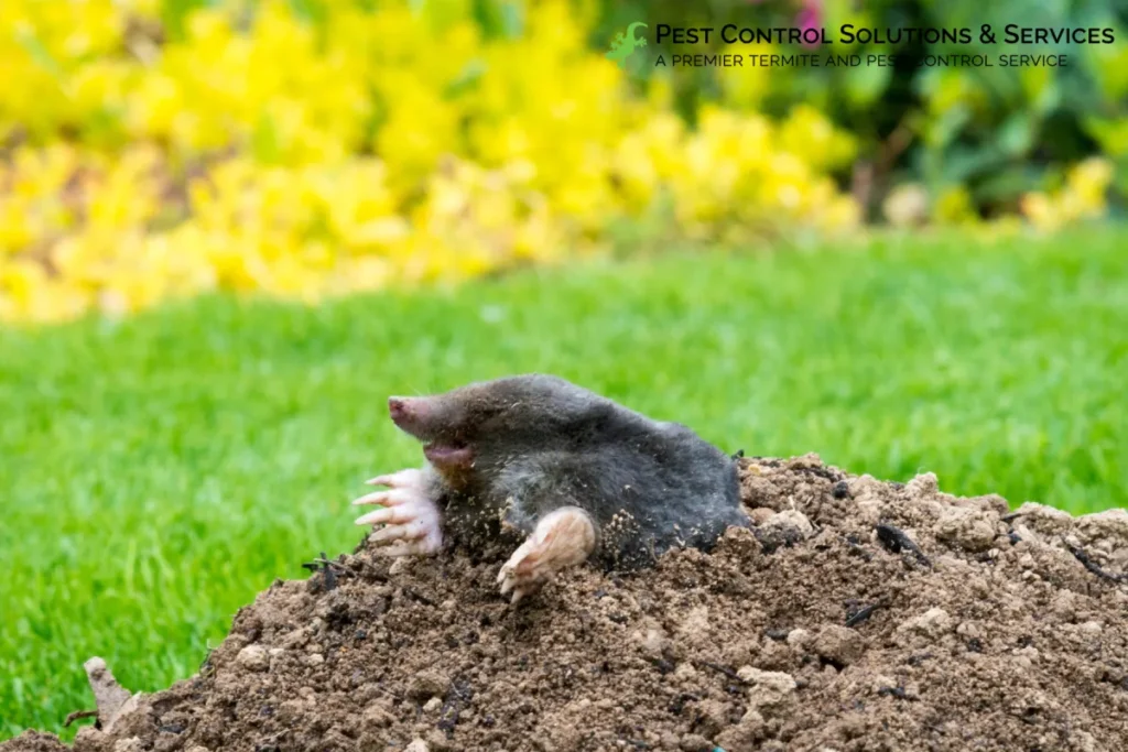 mole