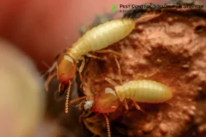 termite on the wood
