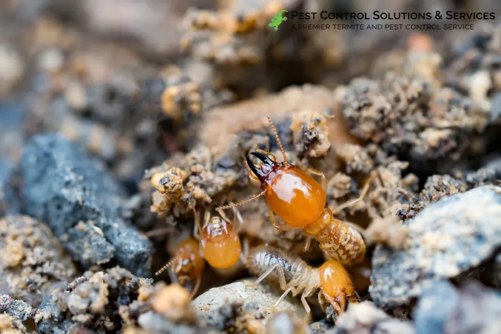 termite outside