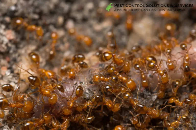 ant colony