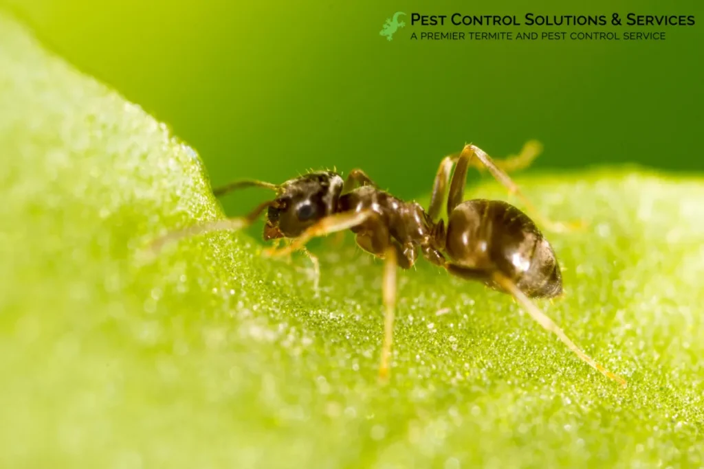 ant on the green leaf