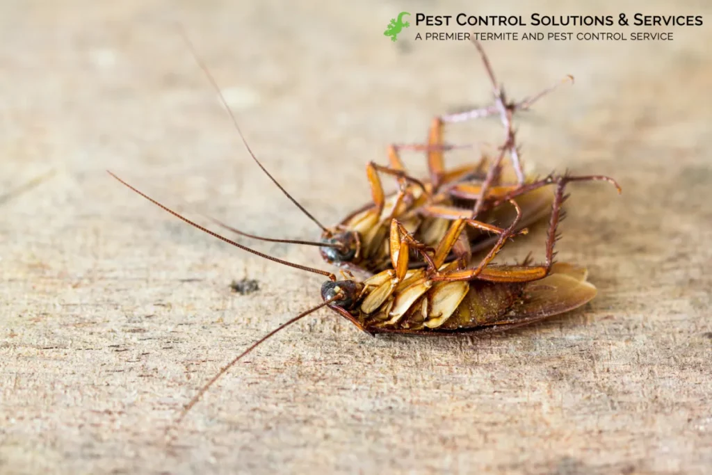 dead cockroaches