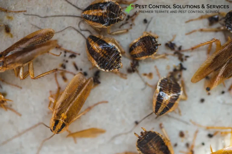 insects