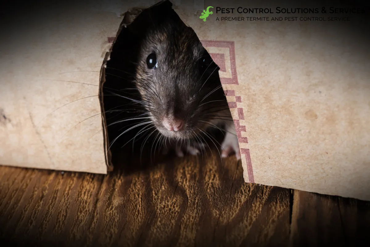 rat hiding