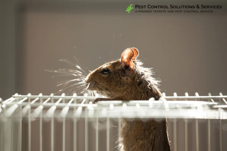 rodent